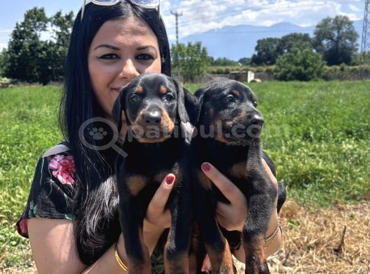 Secereli Üst Kalite Doberman Yavrularım görsel