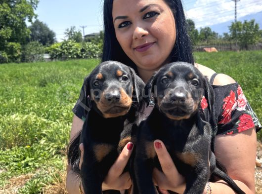 Secereli Üst Kalite Doberman Yavrularım görsel