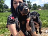 Secereli Üst Kalite Doberman Yavrularım