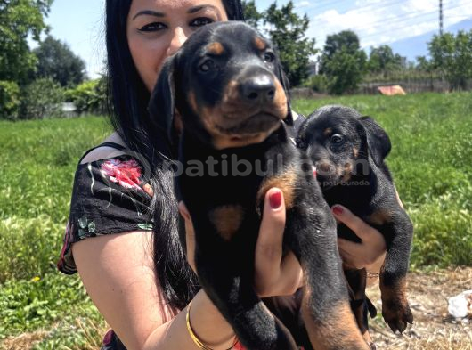Secereli Üst Kalite Doberman Yavrularım görsel