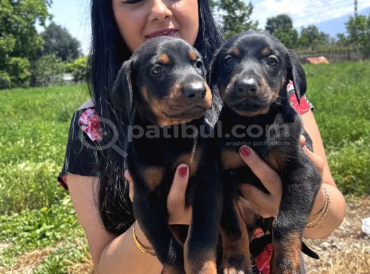 Secereli Üst Kalite Doberman Yavrularım görsel