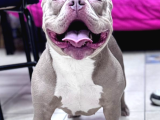 AMERİCAN BULLY POCKET DİŞİ