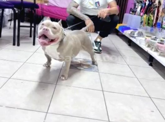 Ameri̇can Bully Pocket Di̇şi̇ görsel