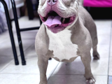 Ameri̇can Bully Pocket Di̇şi̇