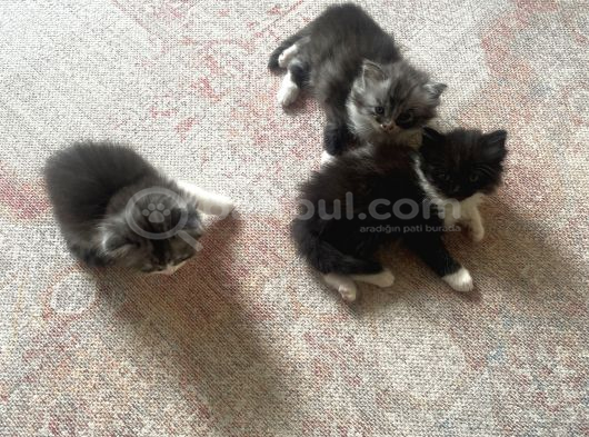 British Longhair