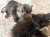 British Longhair