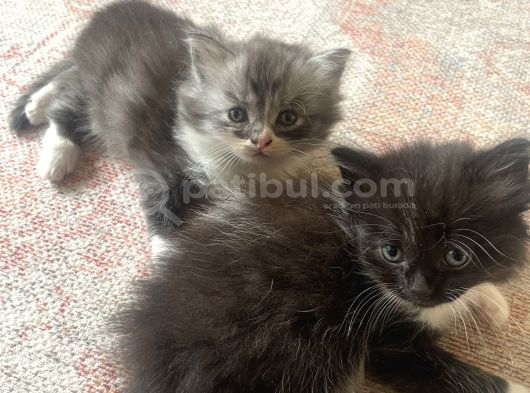 British Longhair görsel