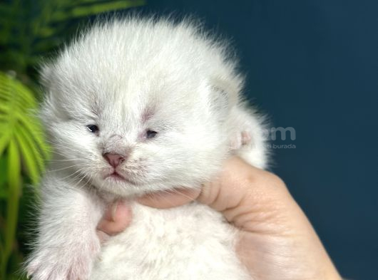 Çok Minnoş Harika Karaktere Sahip Bebek görsel