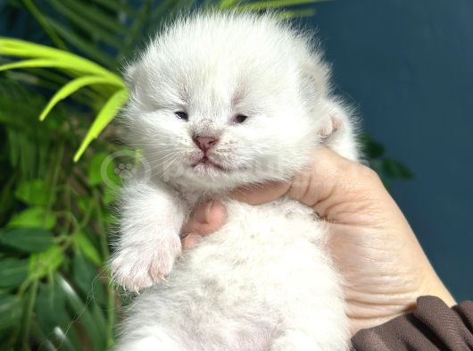 Çok Minnoş Harika Karaktere Sahip Bebek