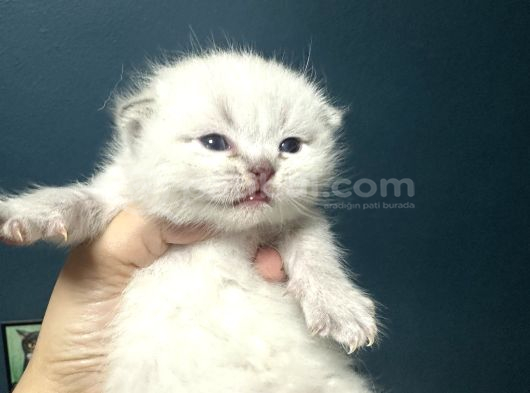 Çok Minnoş Harika Karaktere Sahip Bebek görsel
