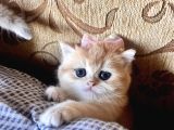 Saf Kan Golden British Shorthair Yavrularwcf Kayıtlı