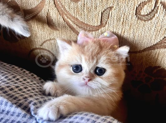 Saf Kan Golden British Shorthair Yavrularwcf Kayıtlı görsel