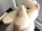 Safkan Pomeranian Boo Yavru 2 Buçuk Aylik