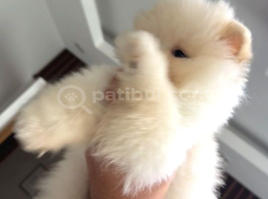 Safkan Pomeranian Boo Yavru 2 Buçuk Aylik görsel
