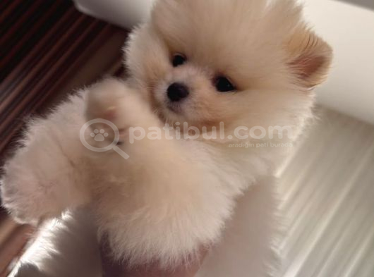 Safkan Pomeranian Boo Yavru 2 Buçuk Aylik