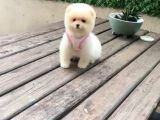 Safkan Pomeranian Boo Yavru 2 Buçuk Aylik