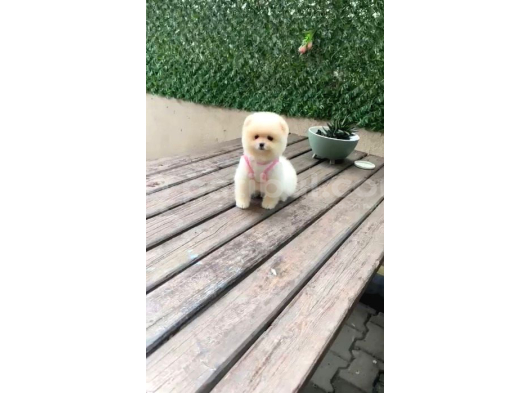 Safkan Pomeranian Boo Yavru 2 Buçuk Aylik görsel