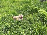 Eği̇ti̇mli̇ Ameri̇kan Bully Di̇şi̇