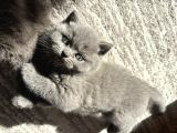 Mükemmel Güzellikte British Shorthair Yavrularımız