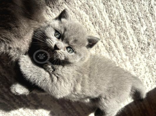 Mükemmel Güzellikte British Shorthair Yavrularımız görsel