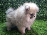 Pomerani̇an Boo Di̇şi̇ Yavrular