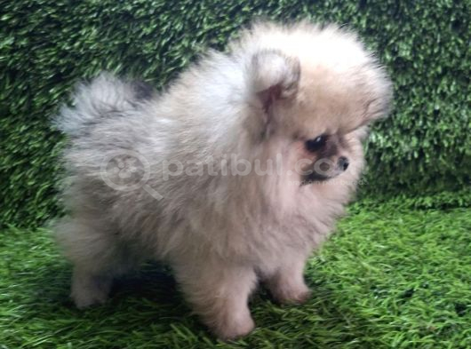 Pomerani̇an Boo Di̇şi̇ Yavrular görsel