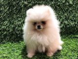 Pomerani̇an Boo Di̇şi̇ Yavrular