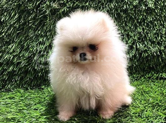 Pomerani̇an Boo Di̇şi̇ Yavrular görsel