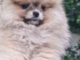 Pomerani̇an Boo Di̇şi̇ Yavrular