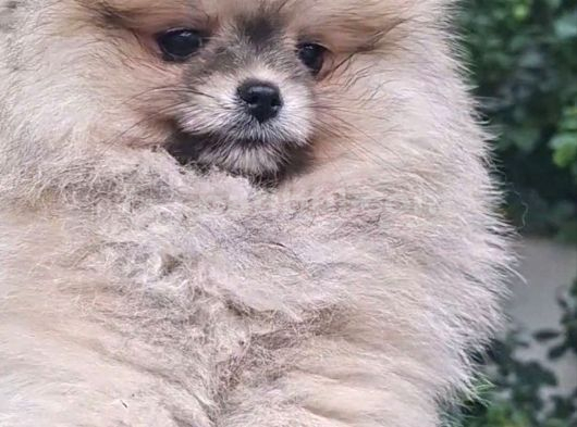 Pomerani̇an Boo Di̇şi̇ Yavrular görsel