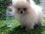POMERANİAN BOO DİŞİ YAVRULAR