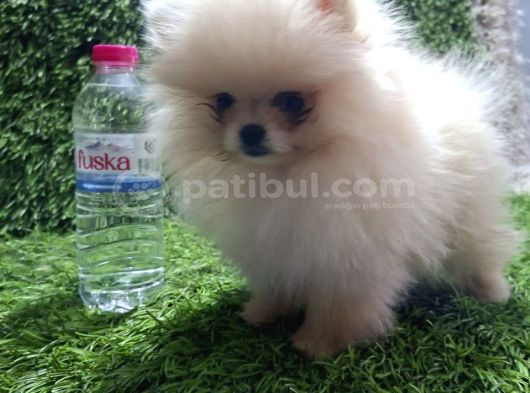 Pomerani̇an Boo Di̇şi̇ Yavrular