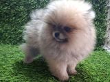 Pomerani̇an Boo Di̇şi̇ Yavrular