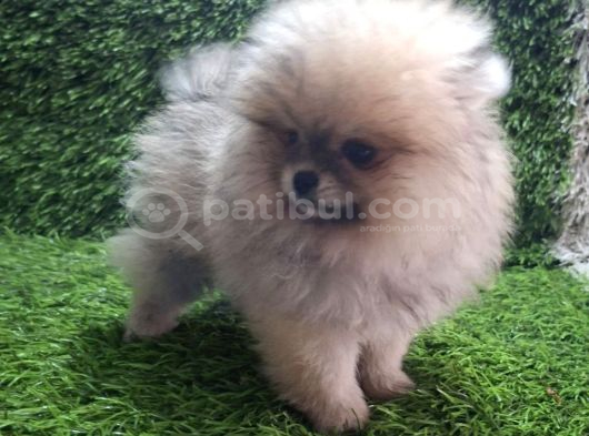 Pomerani̇an Boo Di̇şi̇ Yavrular görsel