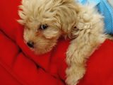 Maltipoo