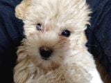 Maltipoo