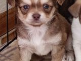 Chiuchuahua 0 Boy  Yavrular