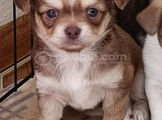 Chiuchuahua 0 Boy  Yavrular görsel