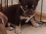 Chiuchuahua 0 Boy  Yavrular