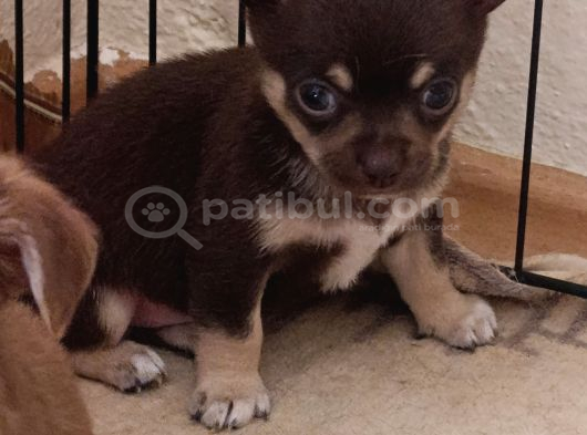 Chiuchuahua 0 Boy  Yavrular görsel