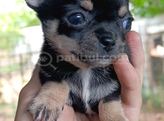 Chiuchuahua 0 Boy  Yavrular