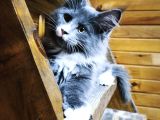 Dernek kayıtları yapılmış eksiksiz safkan secereli Mainecoon