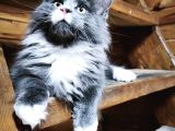 Dernek Kayıtları Yapılmış Eksiksiz Safkan Secereli Mainecoon