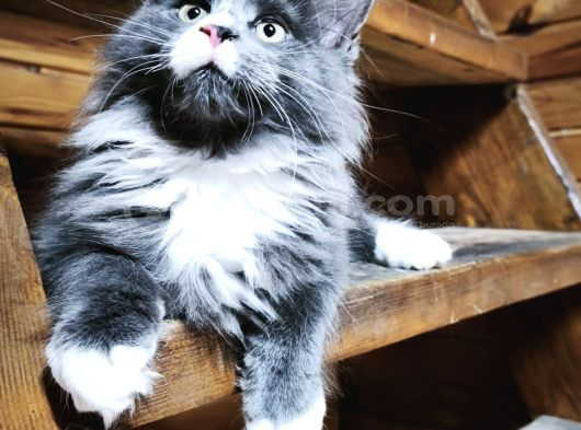 Dernek Kayıtları Yapılmış Eksiksiz Safkan Secereli Mainecoon görsel
