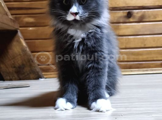 Dernek Kayıtları Yapılmış Eksiksiz Safkan Secereli Mainecoon görsel