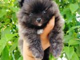 Siyah Pomeranian Yavruları
