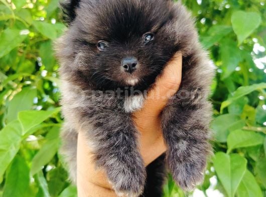 Siyah Pomeranian Yavruları görsel