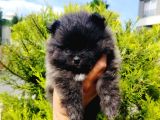 Siyah Pomeranian Yavruları
