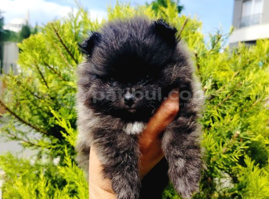 Siyah Pomeranian Yavruları görsel
