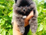 Siyah pomeranian yavruları